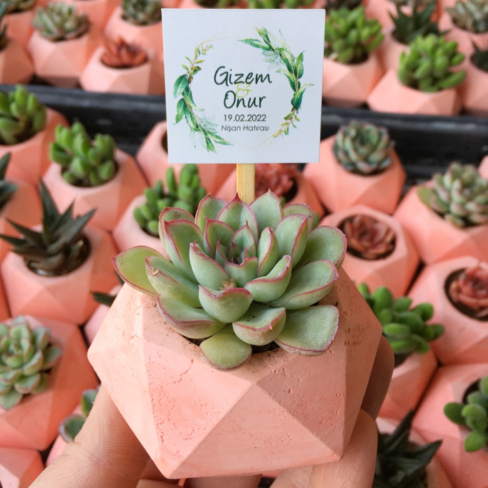 Sukulentli Beton Saksı