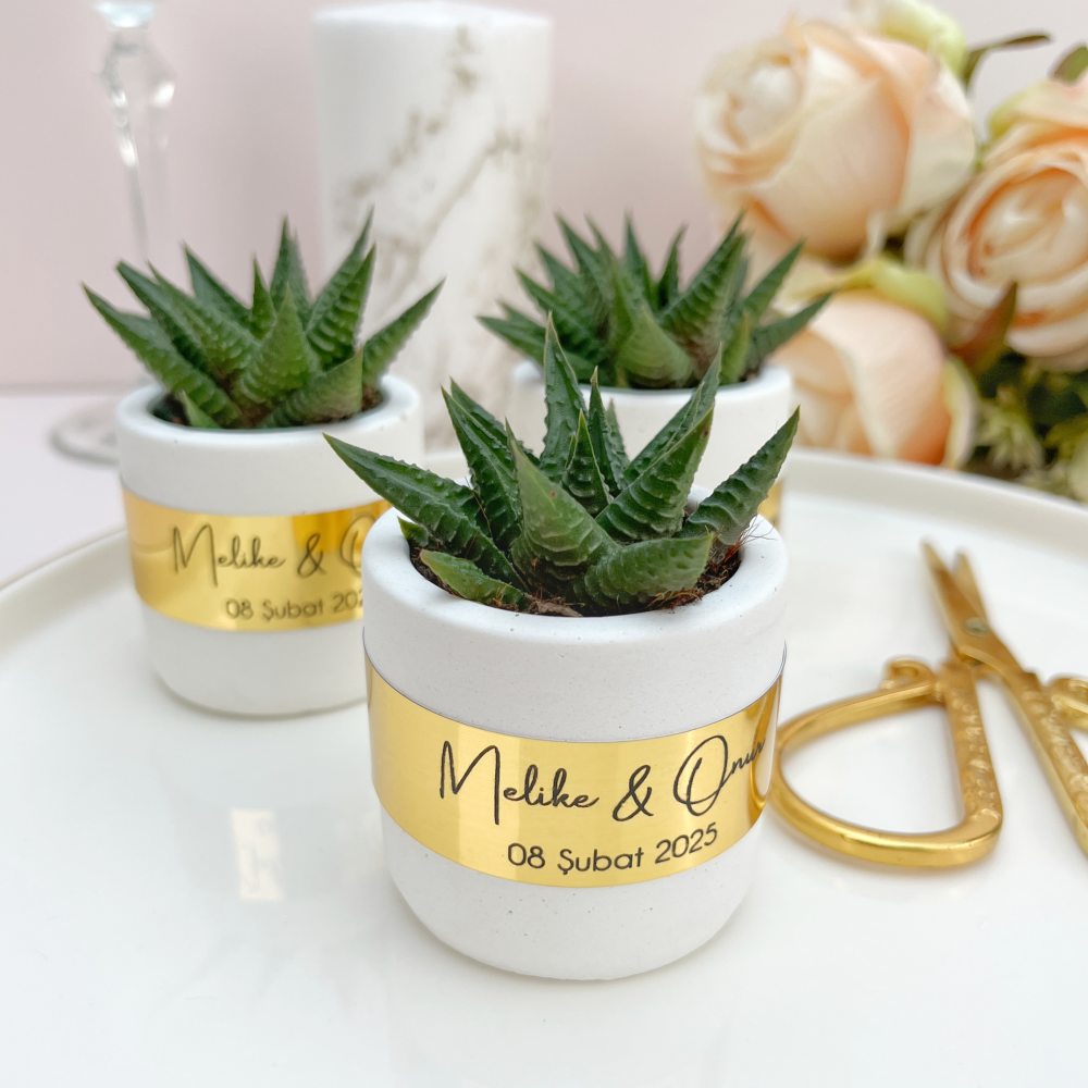 Beton Saksıda Sukulent Hediyelik, Gold Detaylı