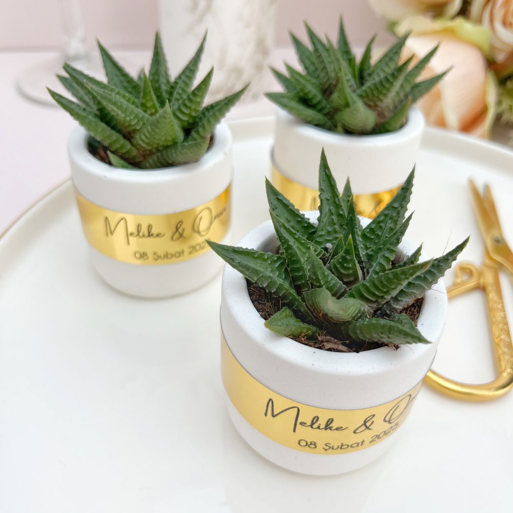 Beton Saksıda Sukulent Hediyelik, Gold Detaylı