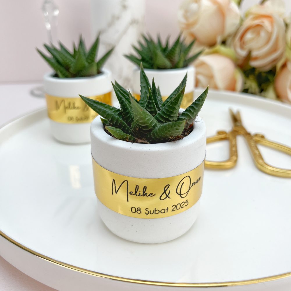 Beton Saksıda Sukulent Hediyelik, Gold Detaylı