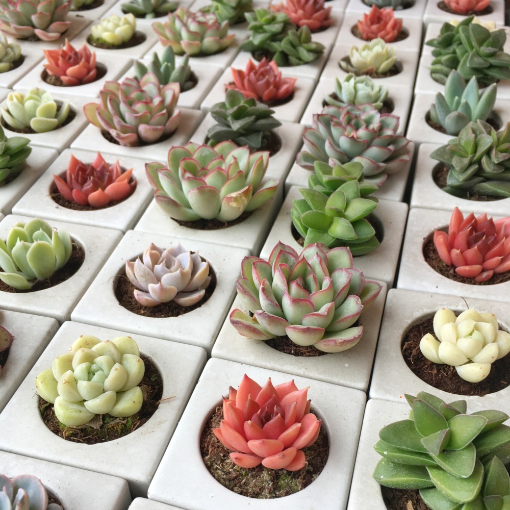 Sukulentli Küp Beton Saksı