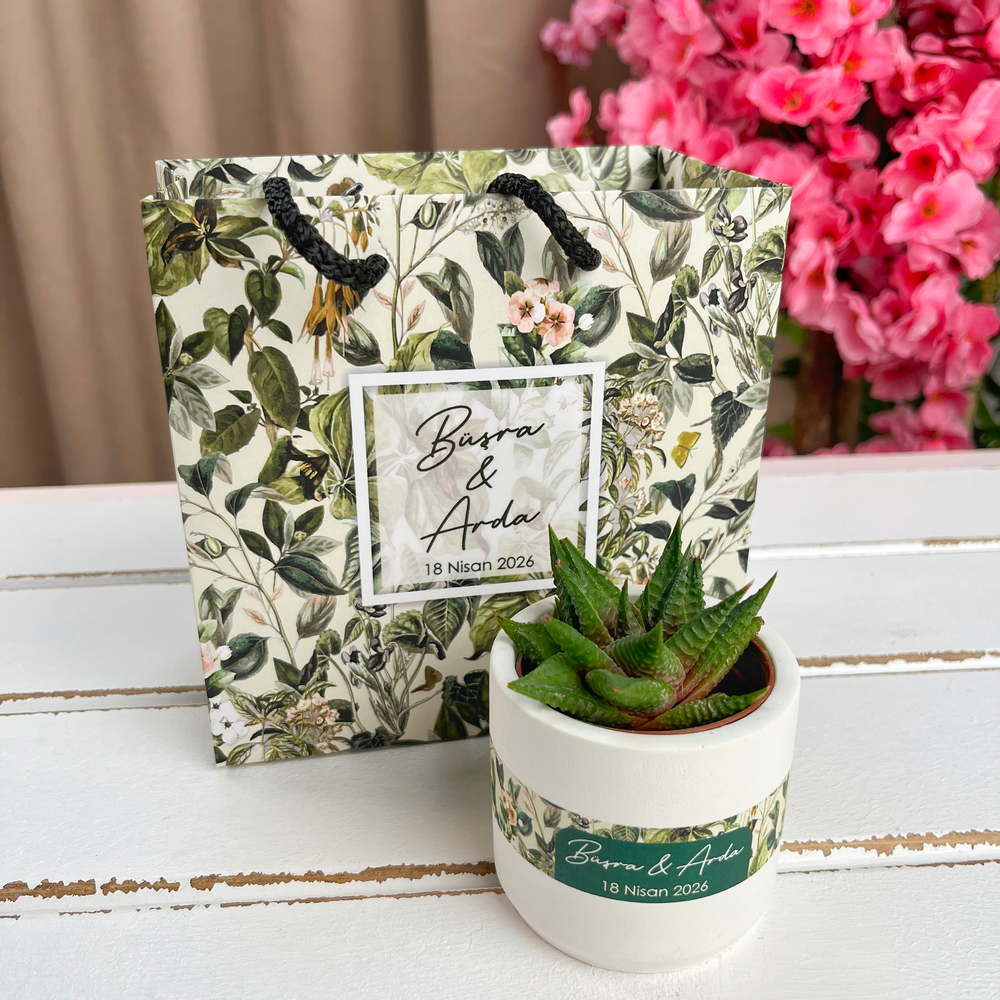 Beton Saksıda Haworthia Sukulent - Çantalı