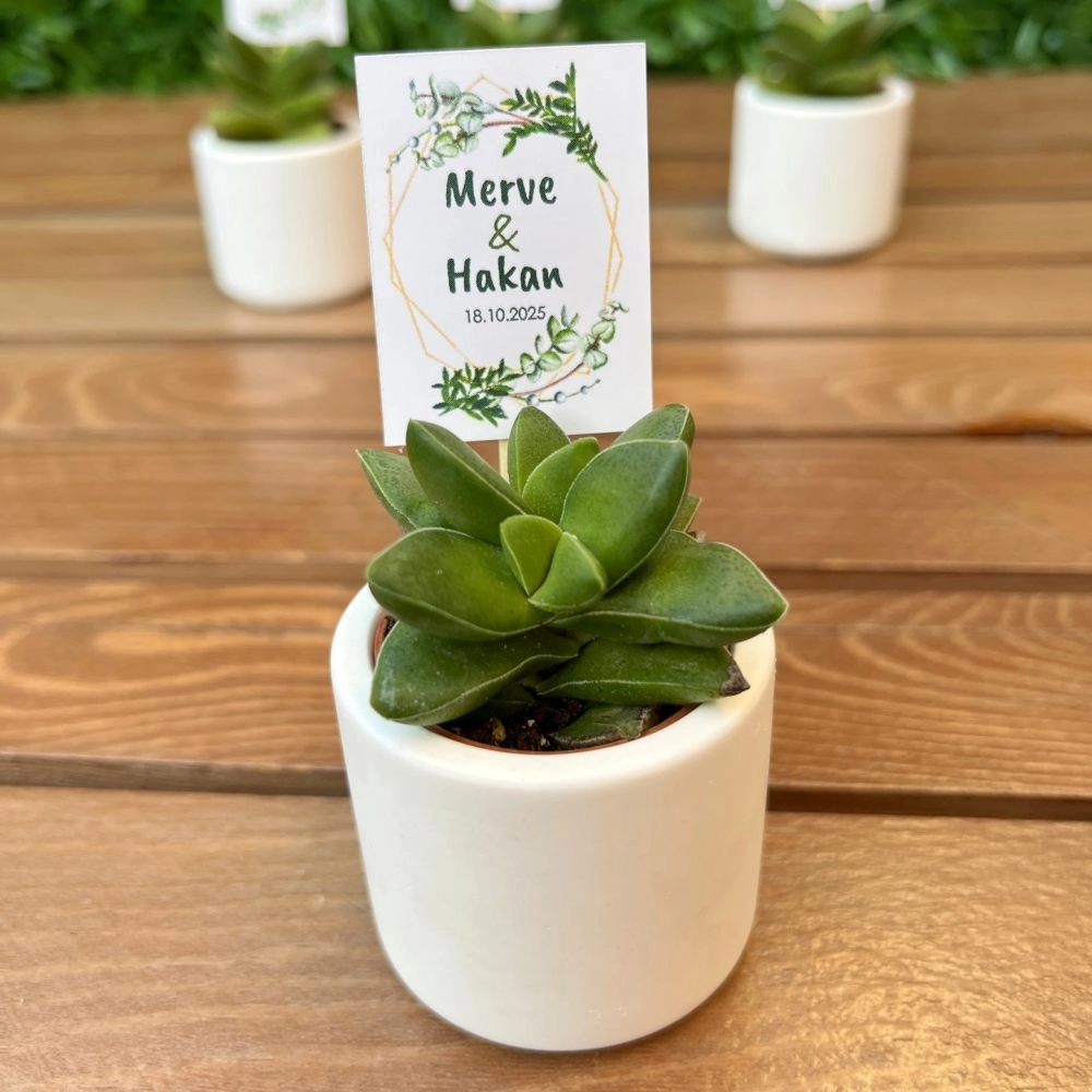 Mini Beton Saksıda Sukulent Hediyelik, Çubuklu İsimlik Kartlı