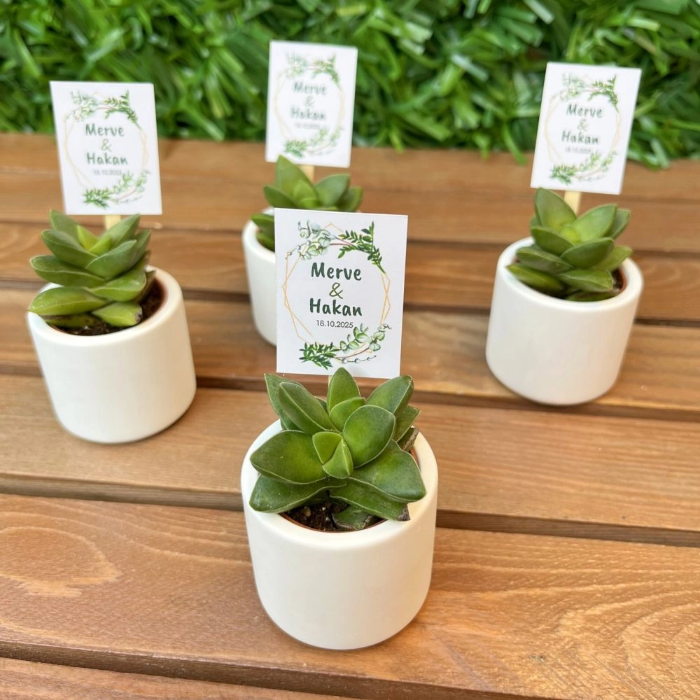 Mini Beton Saksıda Sukulent Hediyelik, Çubuklu İsimlik Kartlı