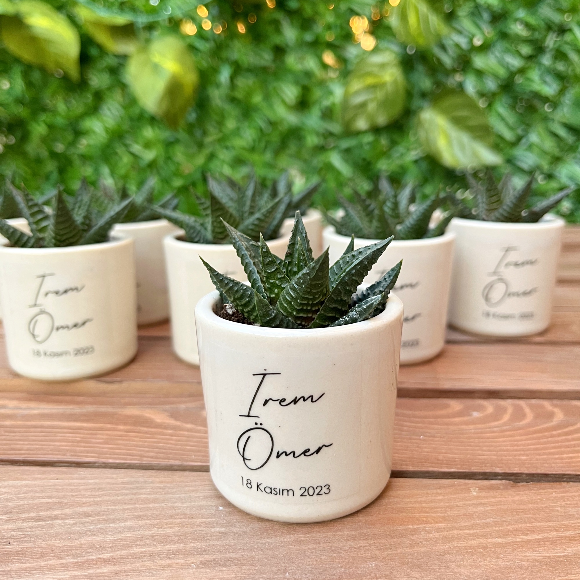 Seramik Saksıda Sukulent