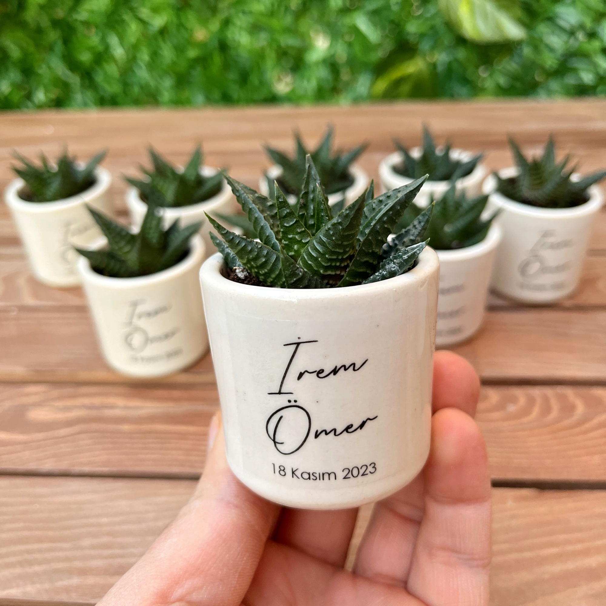 Seramik Saksıda Sukulent