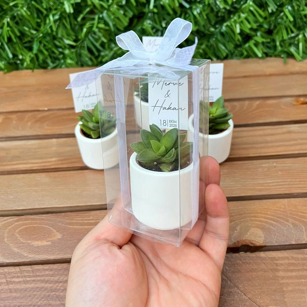 Mini Beton Saksıda Kutulu Sukulent 