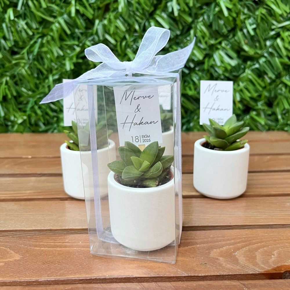Mini Beton Saksıda Kutulu Sukulent 