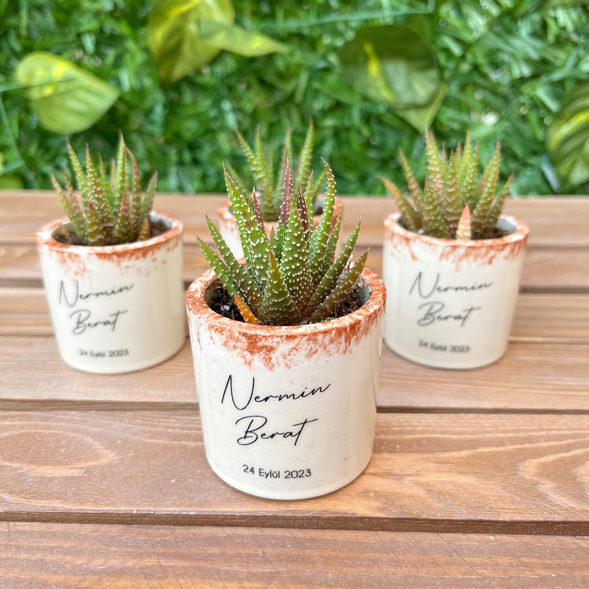 Seramik Saksıda Sukulent