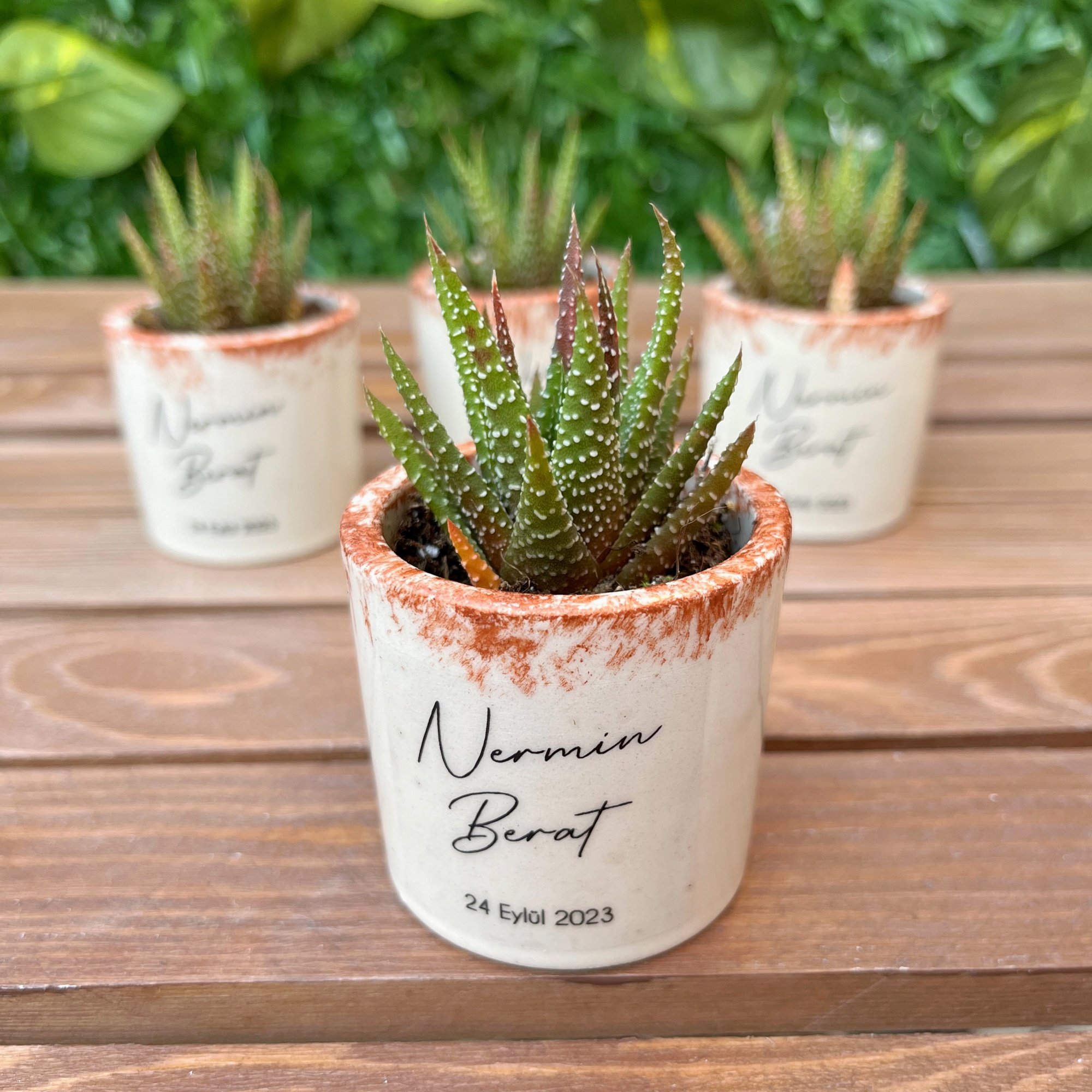 Seramik Saksıda Sukulent