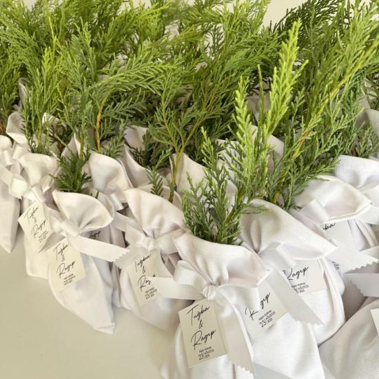 Keseli Hediyelik Çam Fidanı, Çam Fidesi