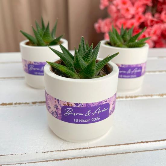 Beton Saksıda Hediye Sukulent  Haworthia