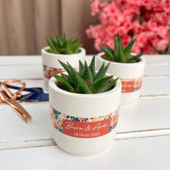 Hediyelik Sukulent Toptan Satış | Haworthia