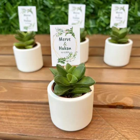 Mini Beton Saksıda Sukulent Nikah Hediyelik