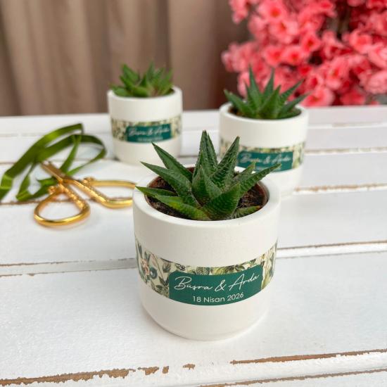 Beton Saksıda Sukulent Hediyelik | Haworthia