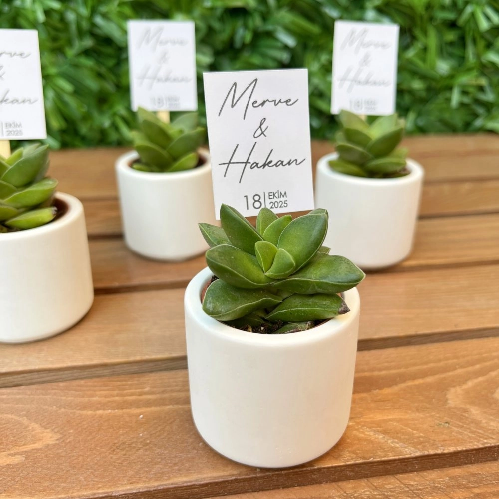 Mini Beton Saksıda Sukulent , Nişan Hatırası