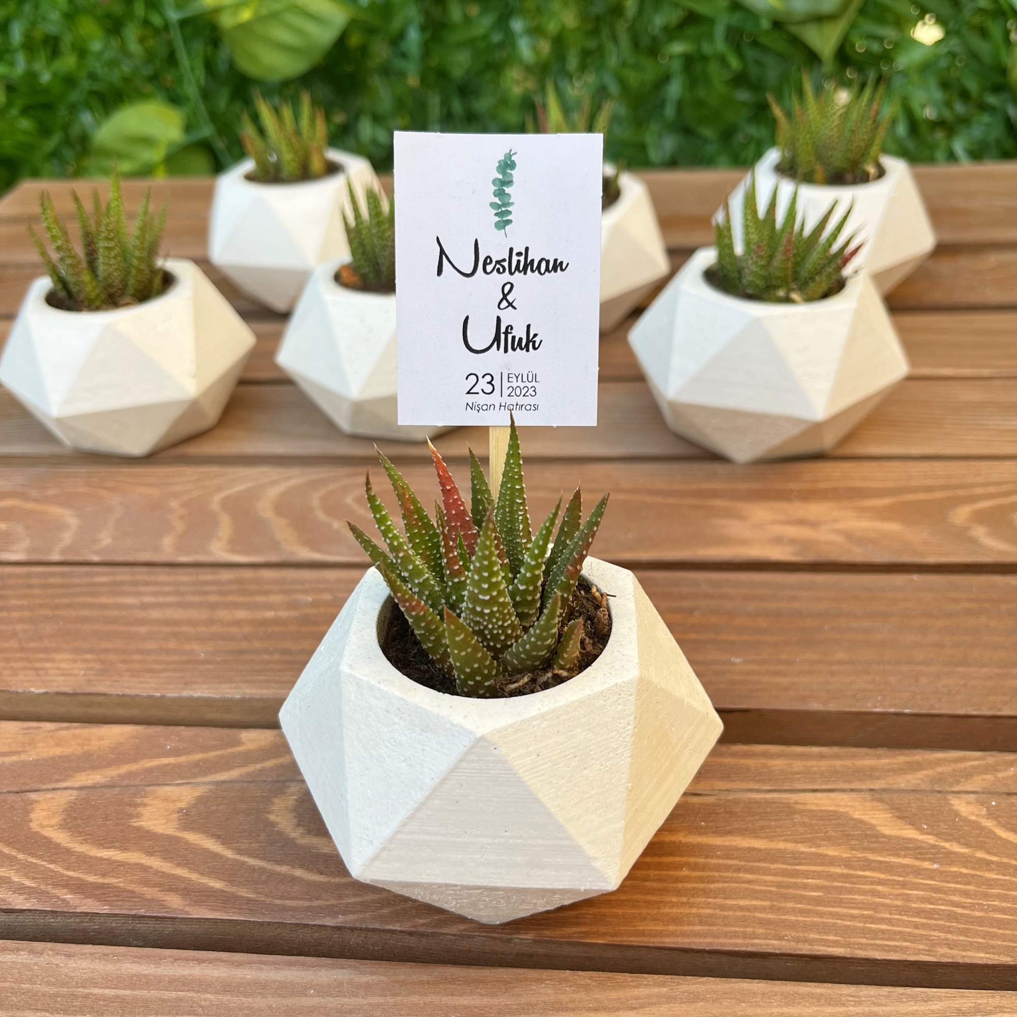 Sukulentli Beton Saksı