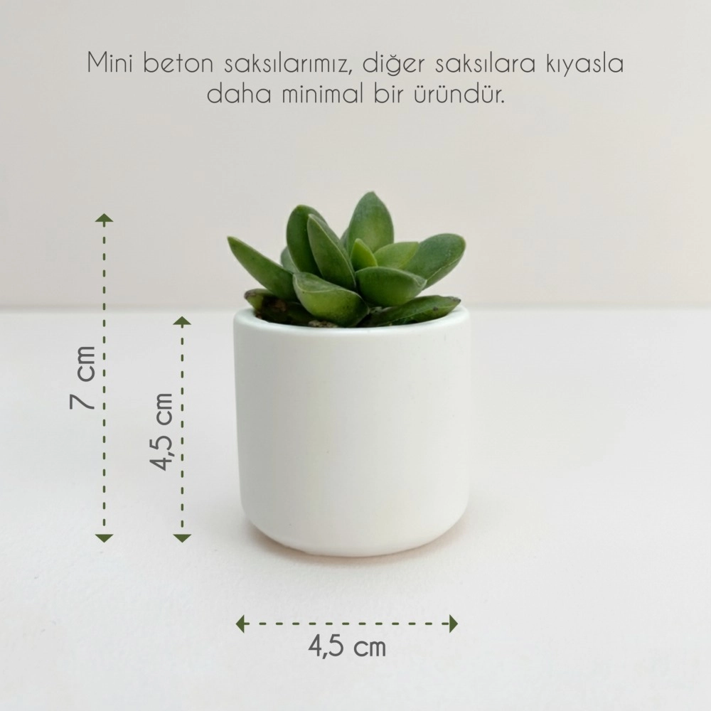 Mini Beton Saksıda Kutulu Sukulent 